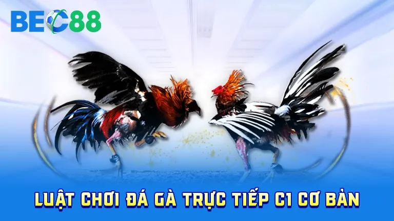 Luật chơi đá gà trực tiếp C1