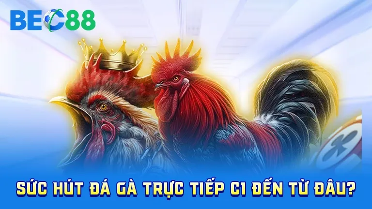 Sức hút đá gà trực tiếp C1