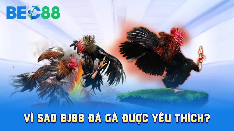 Vì sao BJ88 đá gà được yêu thích